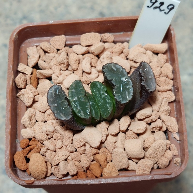 929 Haworthia truncata -Japan- сіянець , вік 5 років