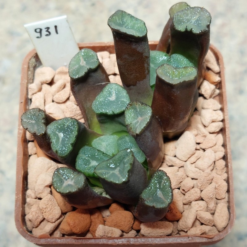 931 Haworthia maughanii -Japan-  сіянці  , вік 6 років весь горшик