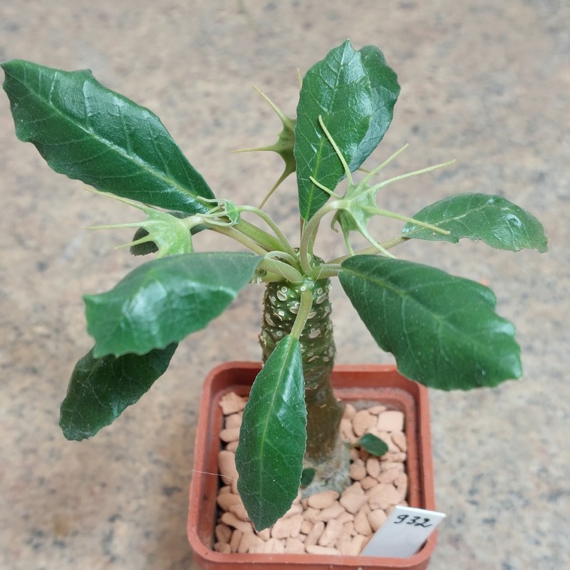 932 Dorstenia foetida вік 6 років