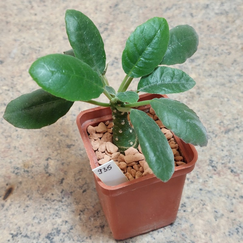 935 Dorstenia foetida  вік 6 років