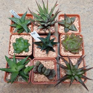 942 Haworthia mix дев'ять рослин