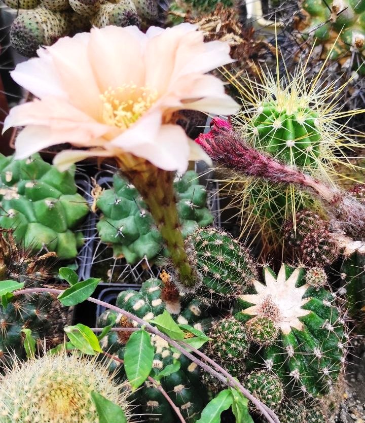 ECHINOPSIS HYBRID А-8 - ORANG -