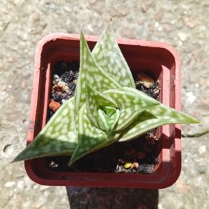Aloe sladeniana