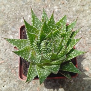 Aloe aristata Zambesi