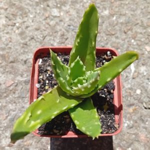 Aloe humilis x spinosissima x pachygaster x ferox