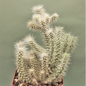 Cilindropuntia-abusii-1