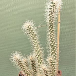 Cilindropuntia-abusii-2