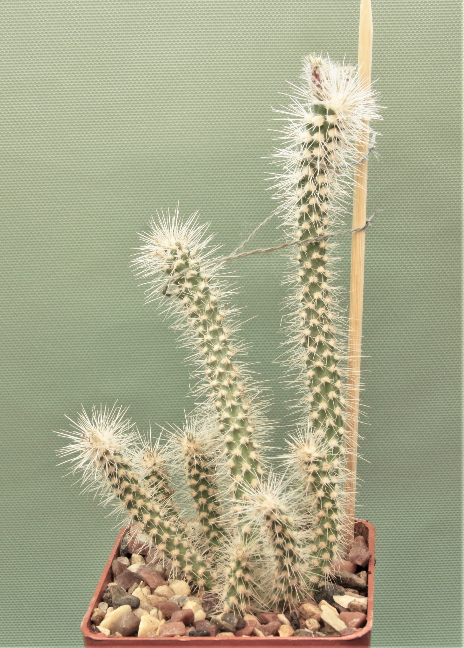 Cilindropuntia-abusii-2
