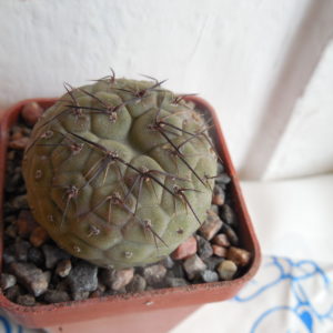Tephrocactus geometricus - Fiambala, Piltz