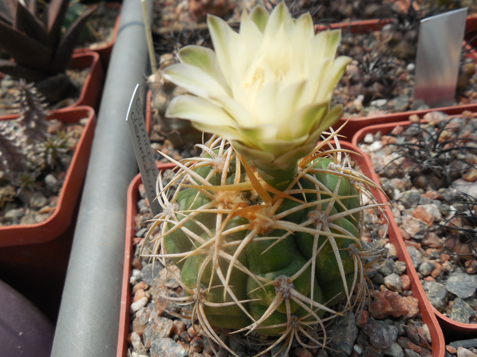Gymnocalycium denudatum