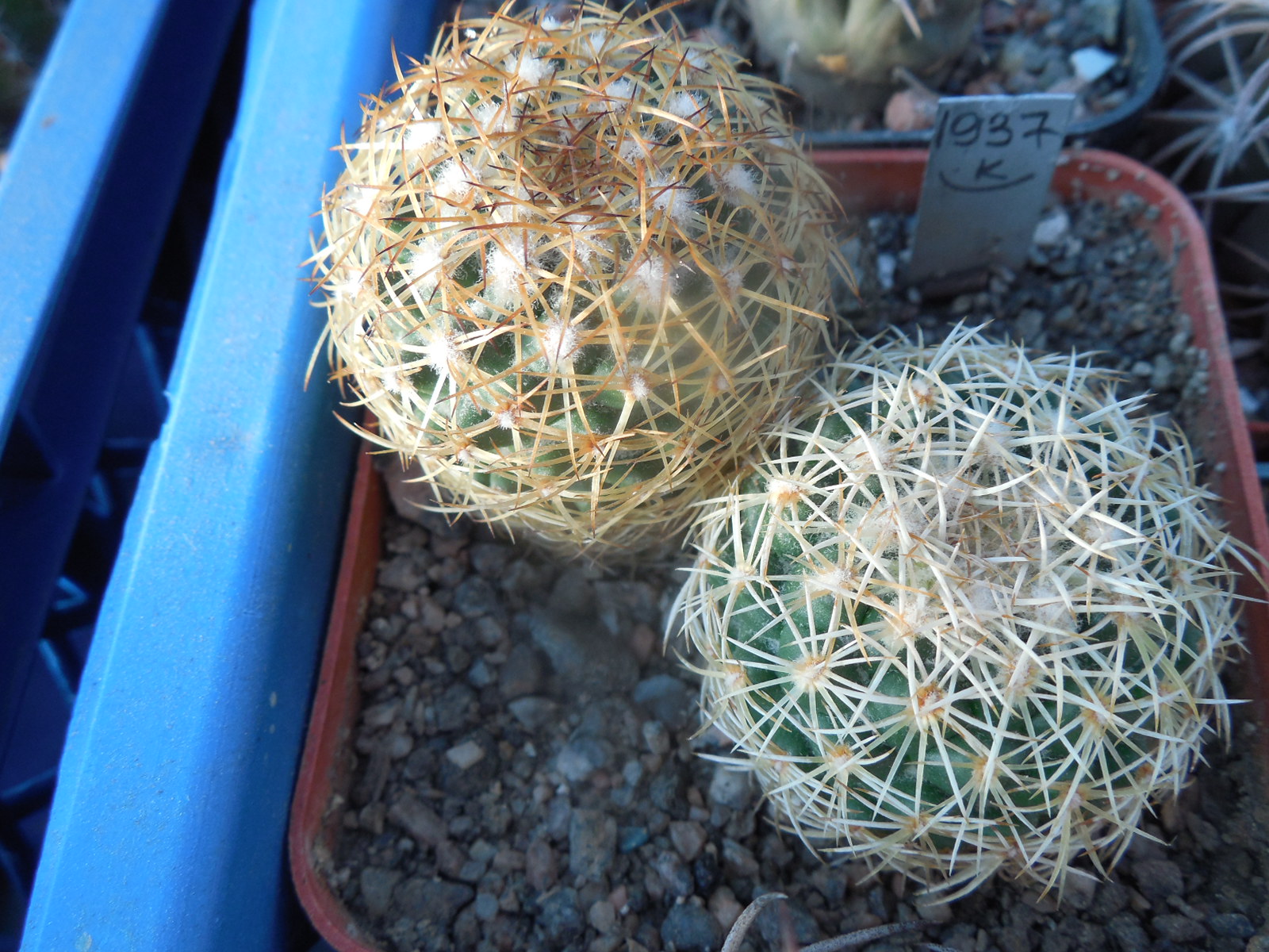Coryphantha pseudoradians FO 047 - Buenavista, Oax. - MG -