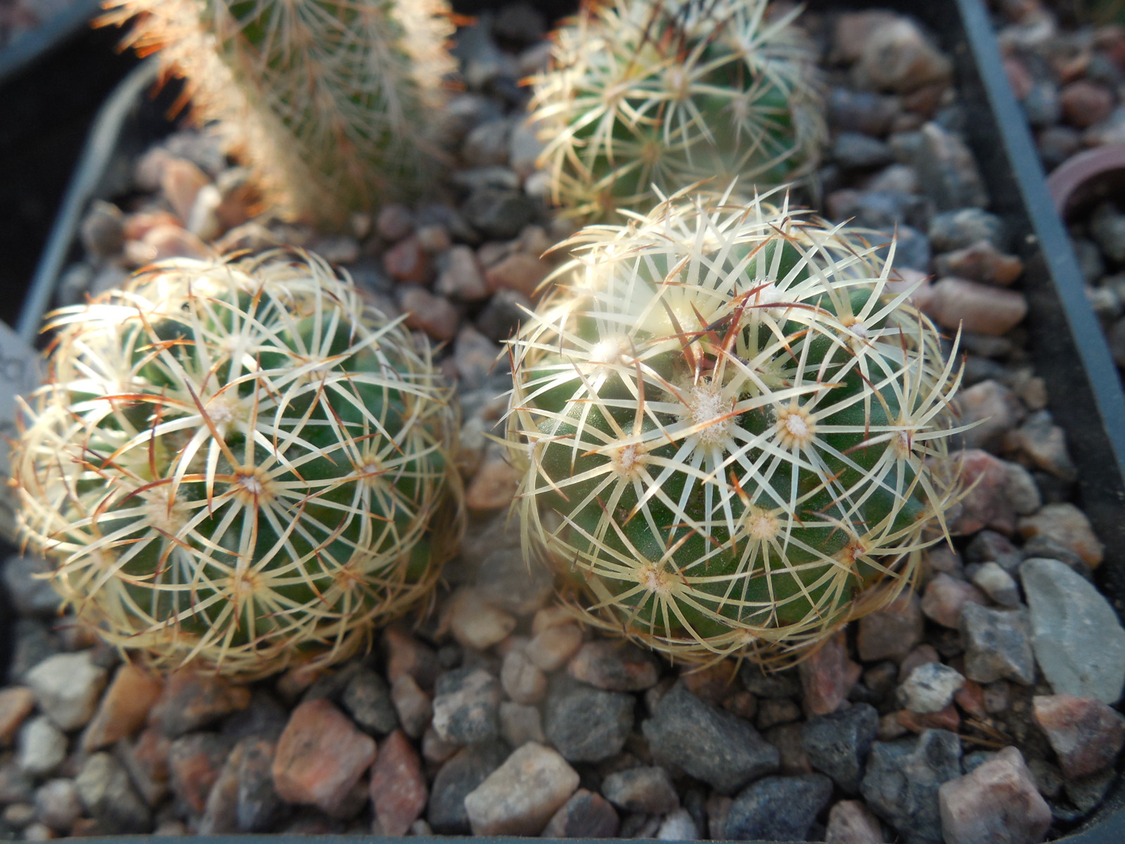 Coryphantha radians  Bas 58 Toliman