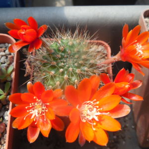Rebutia (aylostera) robustispina R88 - MG -