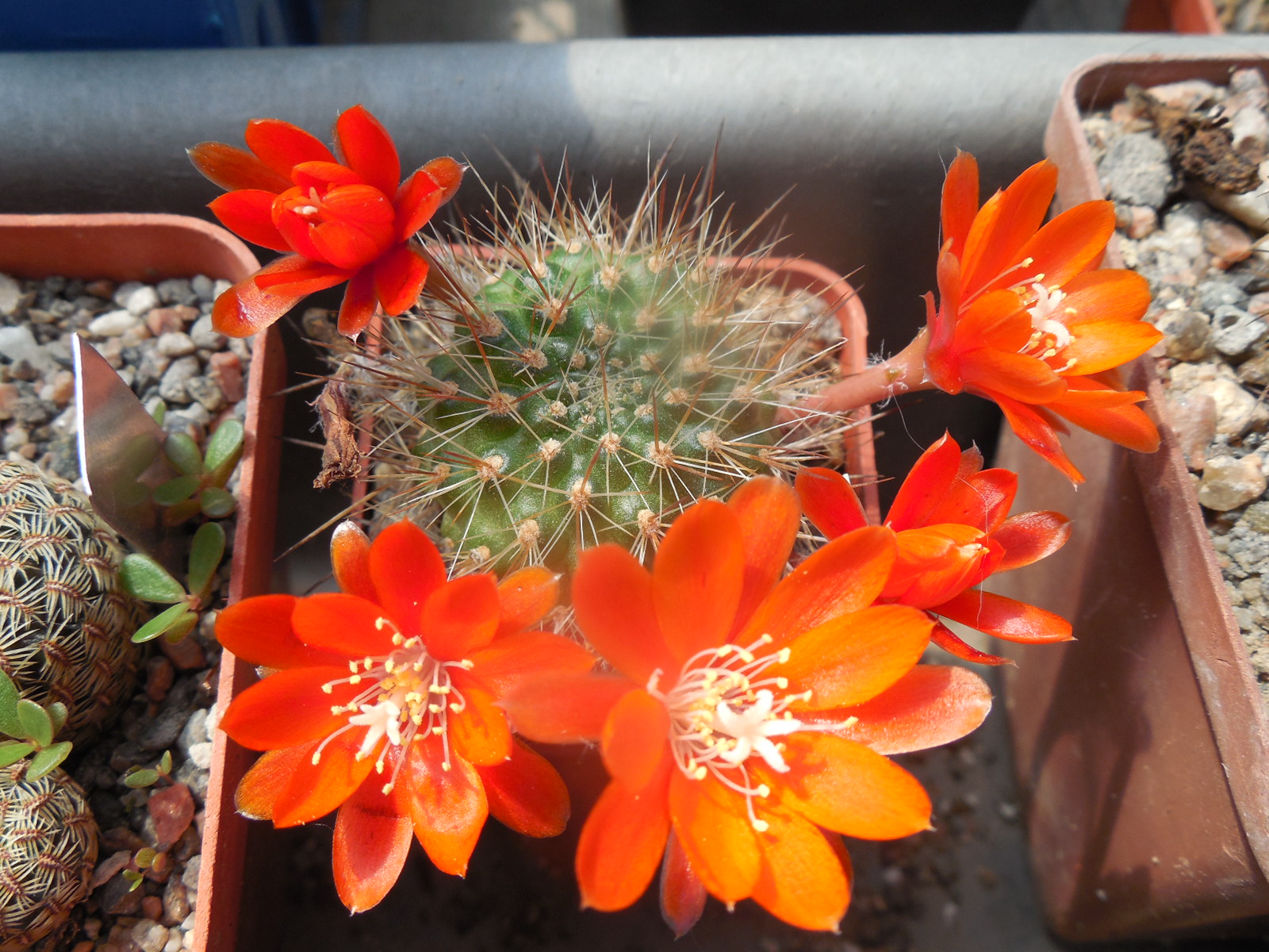Rebutia (aylostera) robustispina R88 - MG -