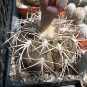 Gymnocalycium spegazzinii - v. punilense