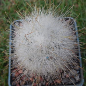 Mamillopsis senilis