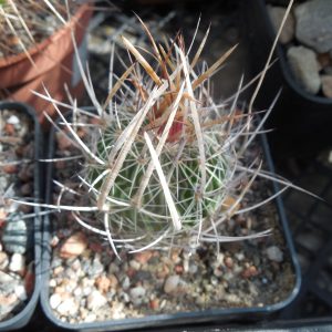 Echinofossulocactus  lloydii