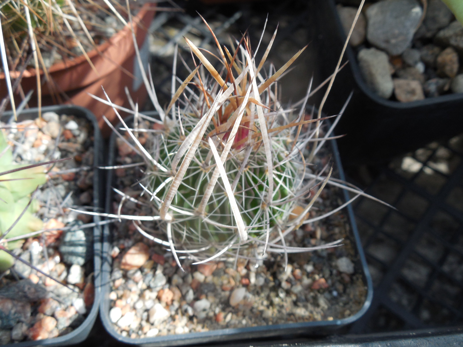 Echinofossulocactus  lloydii