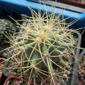 Ferocactus glaucescens - PP -