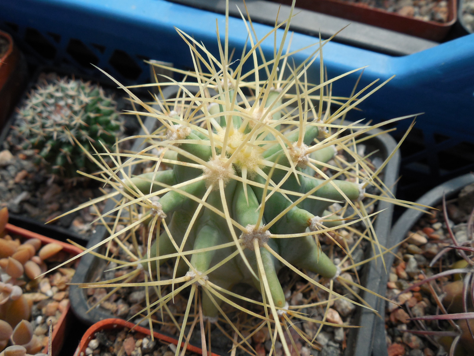 Ferocactus glaucescens - PP -