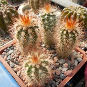 Echinocereus reichenbachii - v. baileyi - Oklahoma - MG - (to - 23*C )