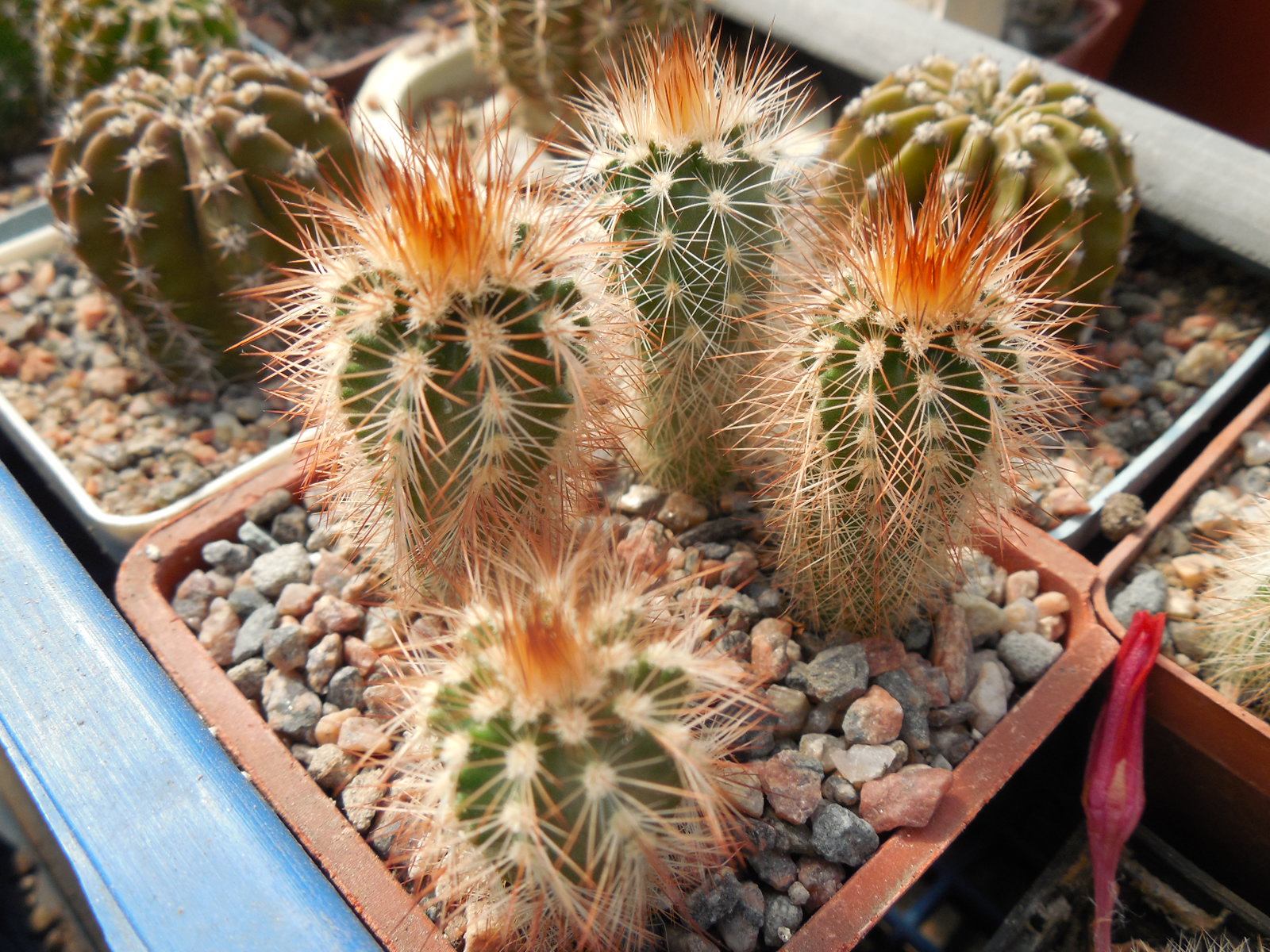 Echinocereus reichenbachii - v. baileyi - Oklahoma - MG - (to - 23*C )