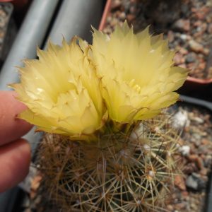 Coryphantha palmeri - v.pectinata - MG -