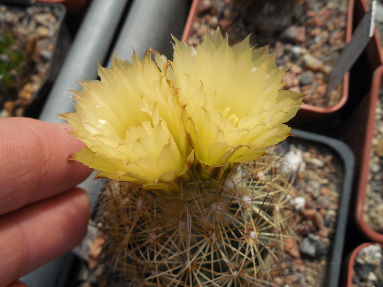 Coryphantha palmeri - v.pectinata - MG -