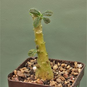 Dorstenia-gigas-Socotra-2