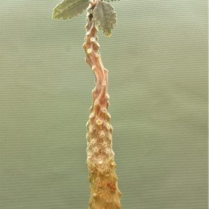 Dorstenia-lavrani-1