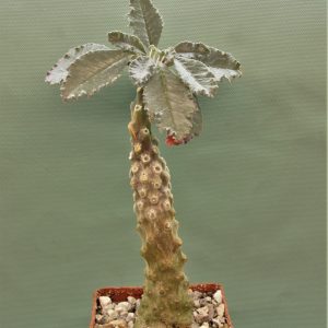 Dorstenia-lavrani-2