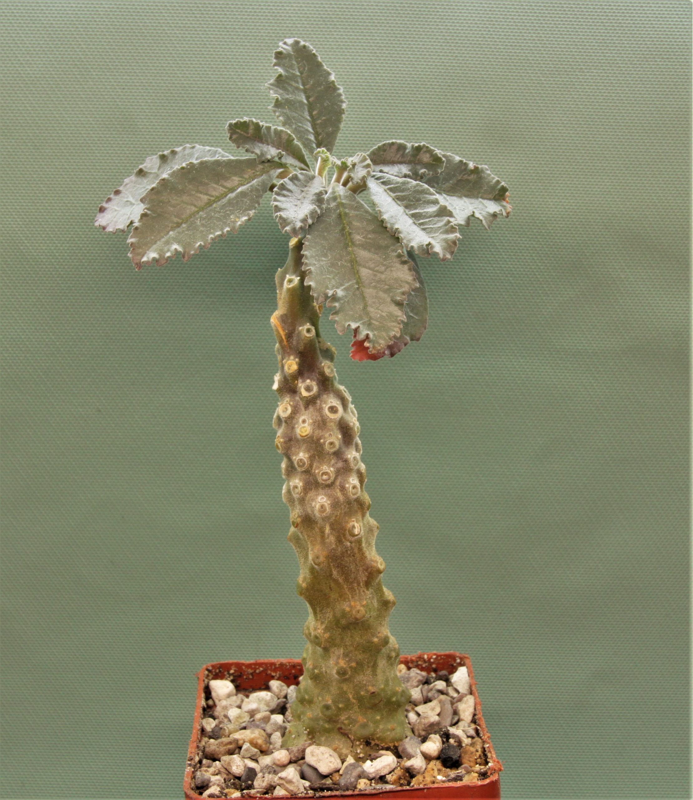 Dorstenia-lavrani-2