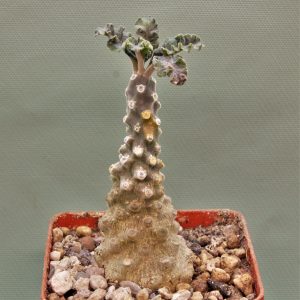Dorstenia-lavrani-3