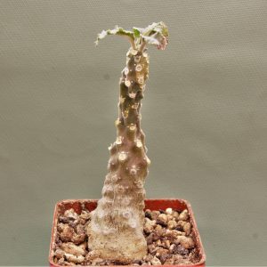 Dorstenia-lavrani-4