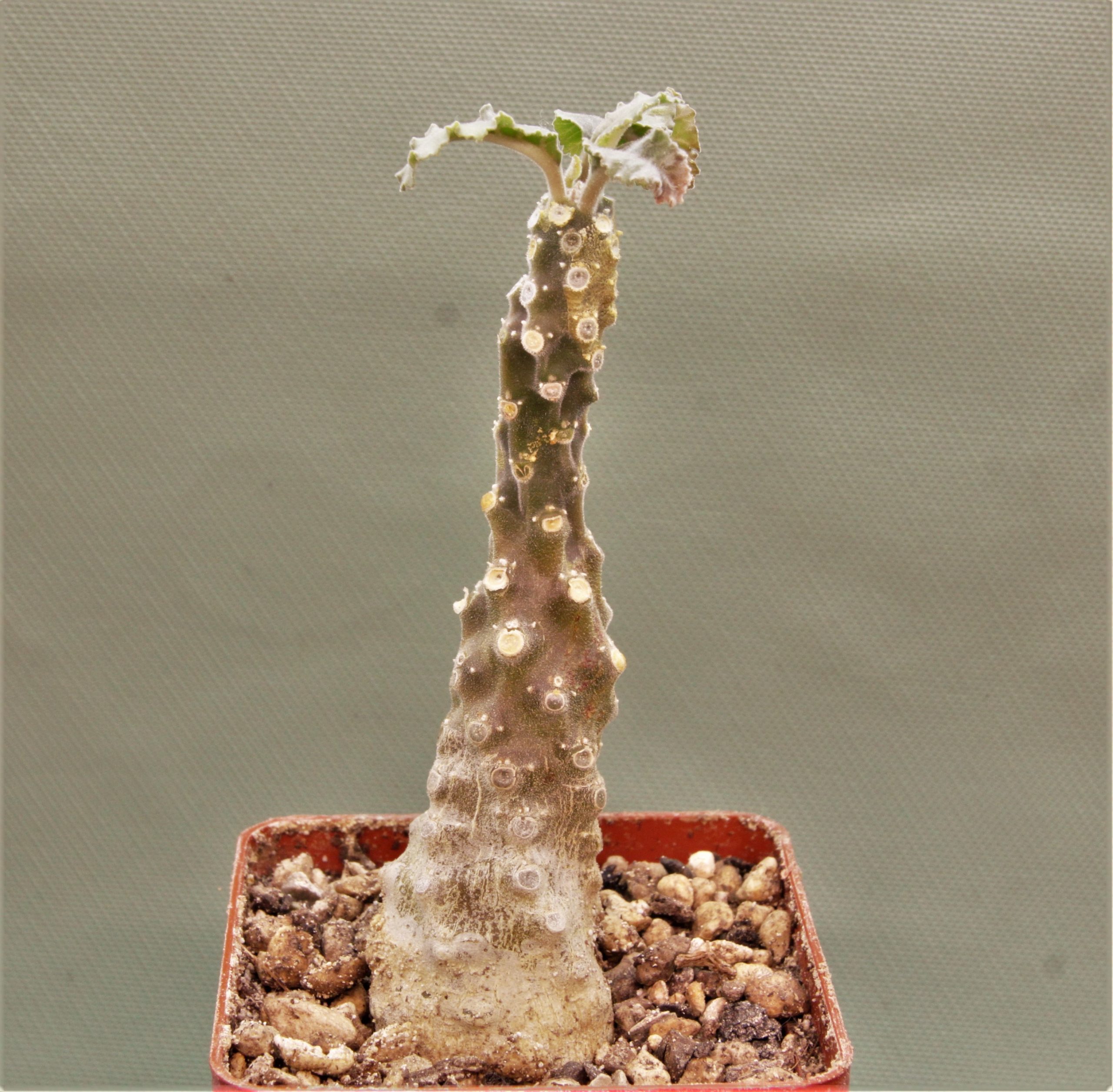 Dorstenia-lavrani-4