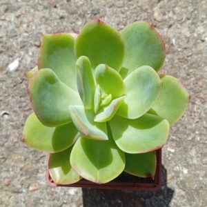 Echeveria luella hybr
