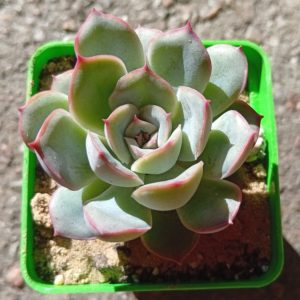 Echeveria pulidonis hybr