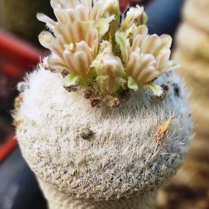 Epithelantha bokei var. unguispina - насіння, порція 25 шт