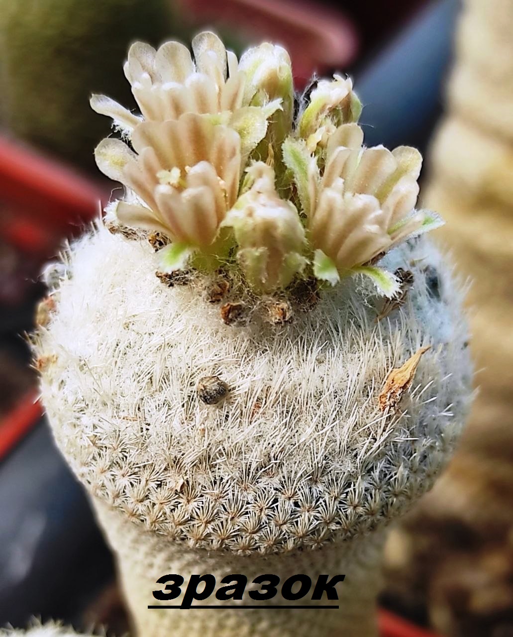 Epithelantha bokei var. unguispina - насіння, порція 25 шт