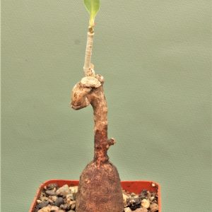 Euphorbia-aff.specksii-Karonga-Malawi-14