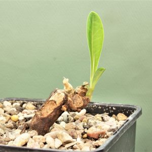Euphorbia-aff.specksii-Karonga-Malawi-8