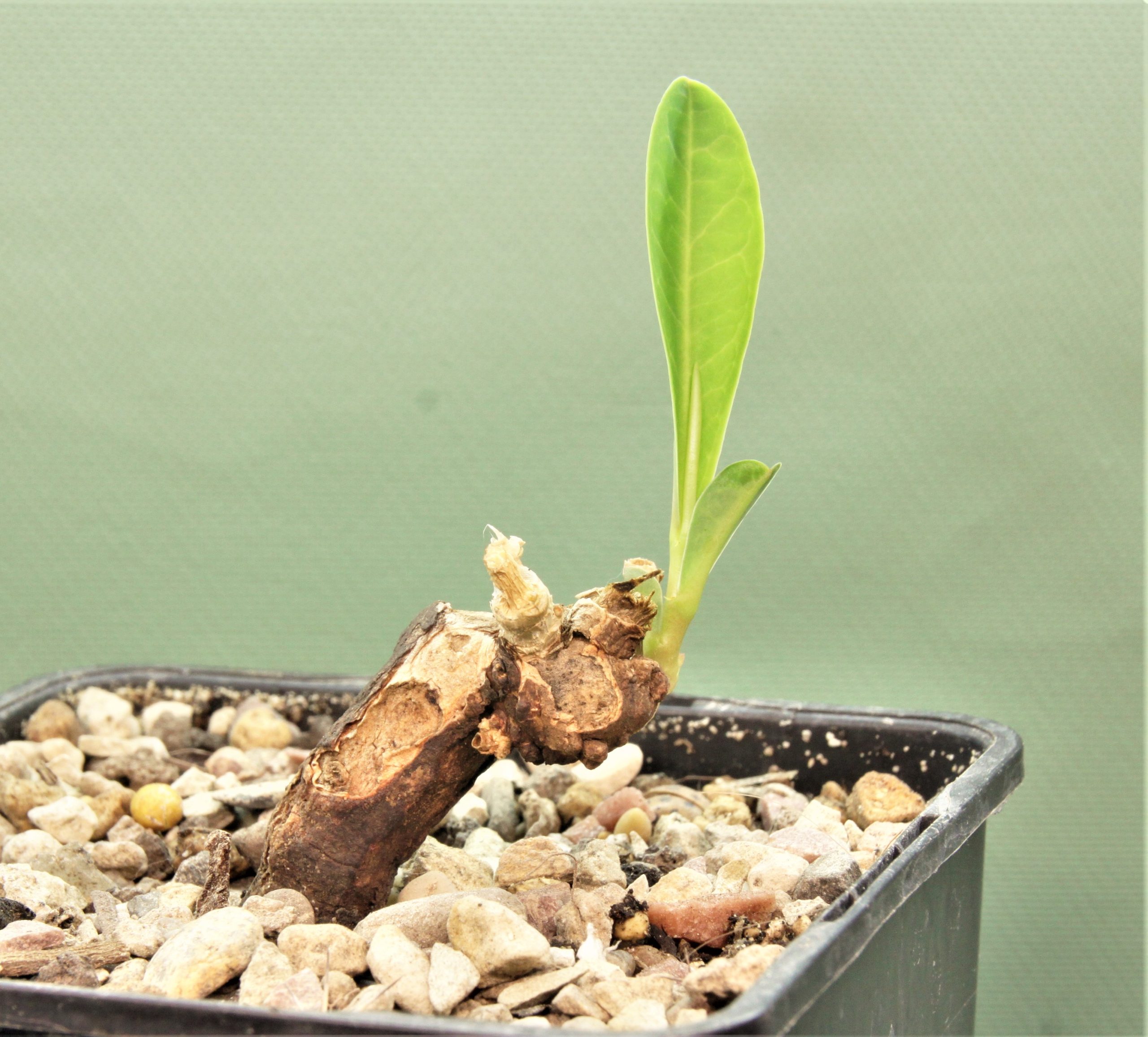 Euphorbia-aff.specksii-Karonga-Malawi-8