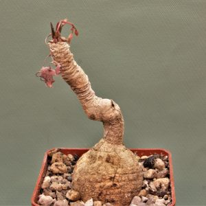 Euphorbia-cremersii-grey-tuber-Llakaka-Madagascar.