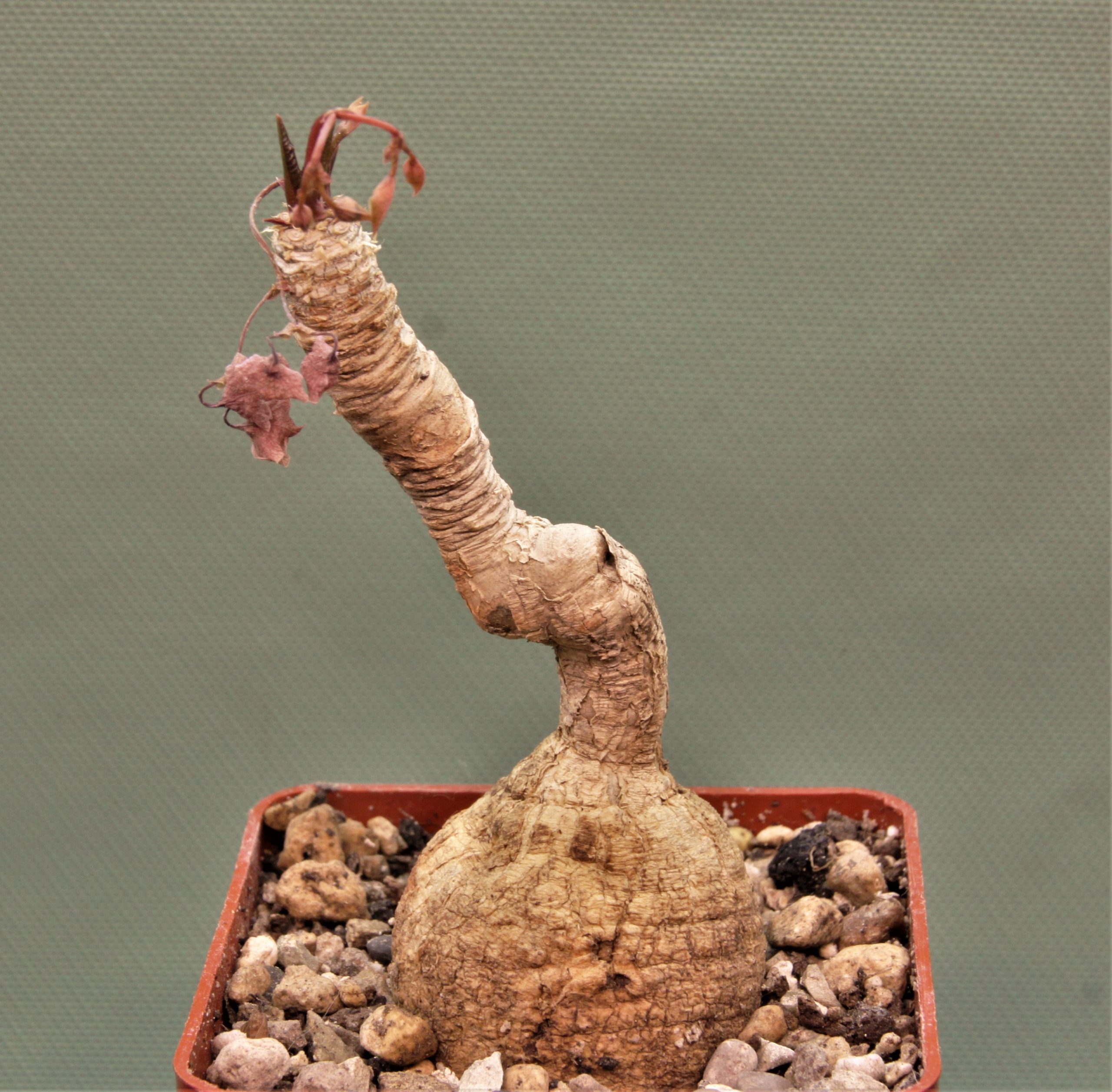 Euphorbia-cremersii-grey-tuber-Llakaka-Madagascar.