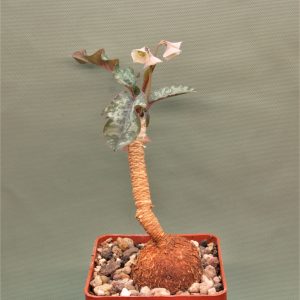 Euphorbia-cremersii-red-tuber-Llakaka-Madagascar-1