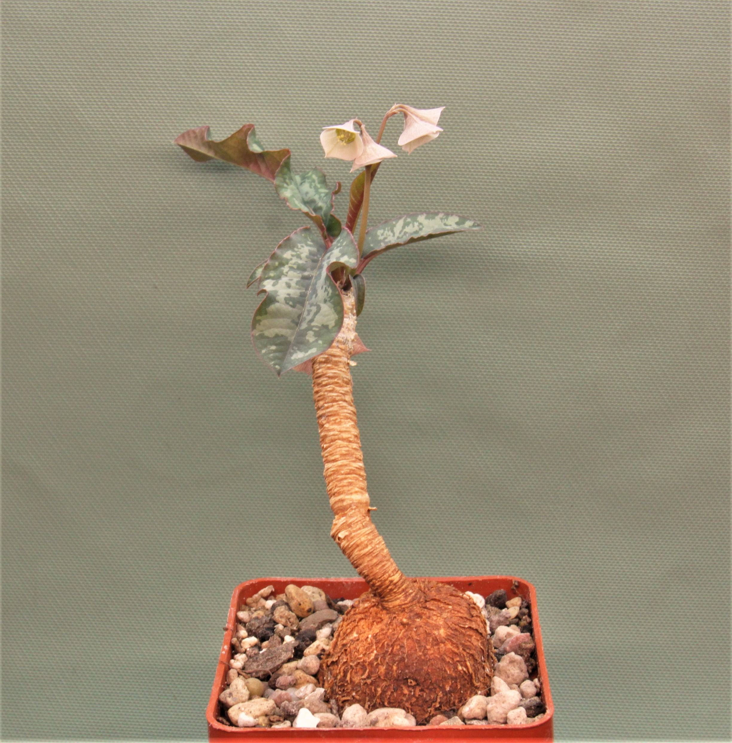Euphorbia-cremersii-red-tuber-Llakaka-Madagascar-1