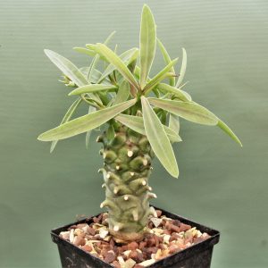 Euphorbia-monteiroi-PV2628.1