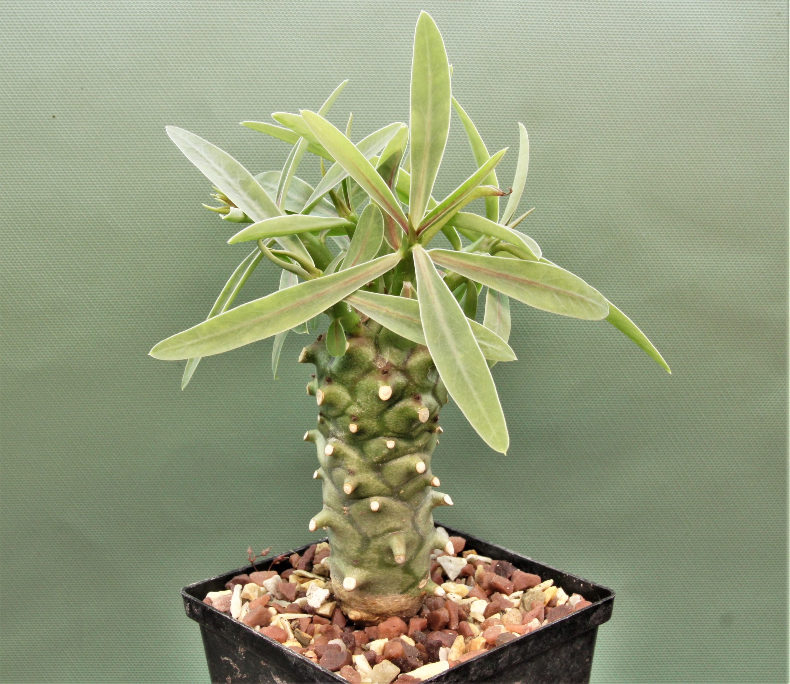 Euphorbia-monteiroi-PV2628.1