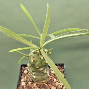 Euphorbia-monteiroi-PV2628.2.