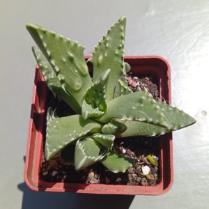 Faucaria tuberculosa